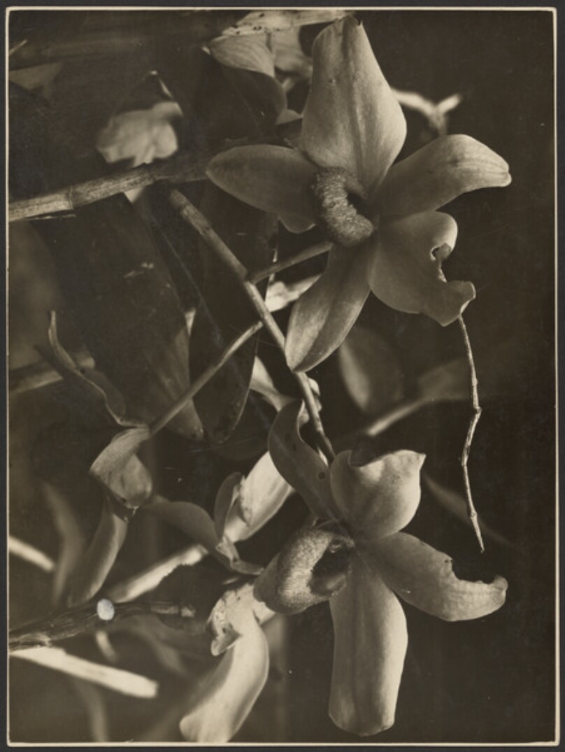 Dendrobium Moschatum Cupreum