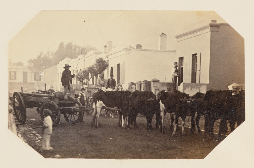 [A Farmer Herds Cattle through a Residential Area]