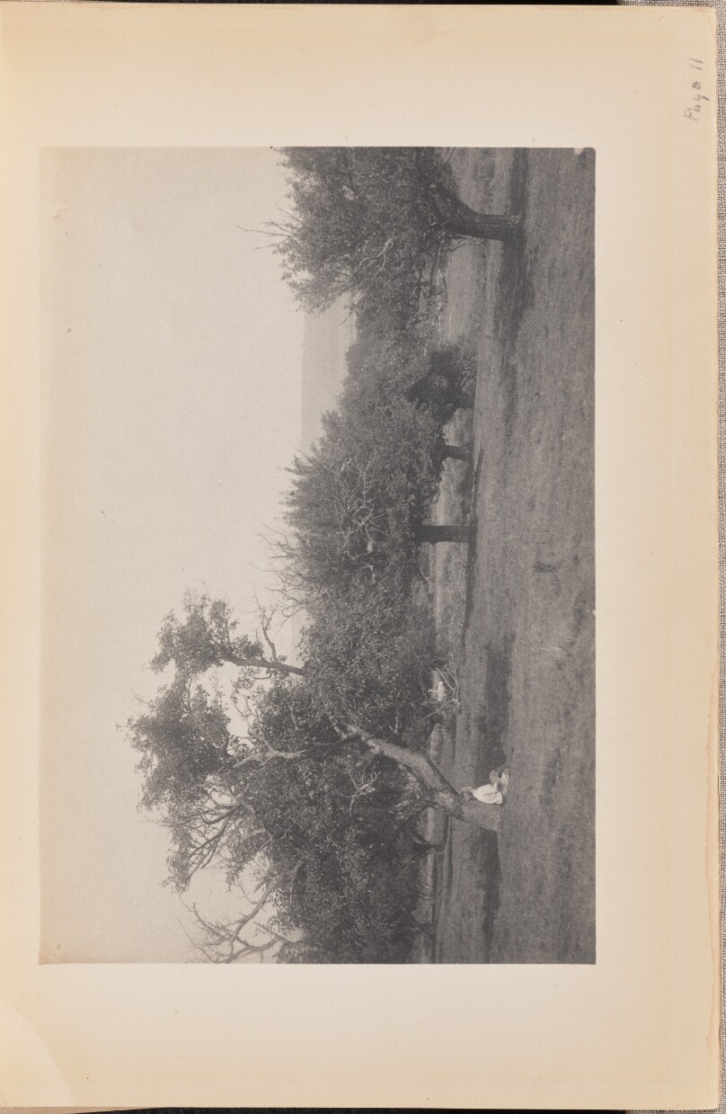 "We sit beneath their orchard trees"
