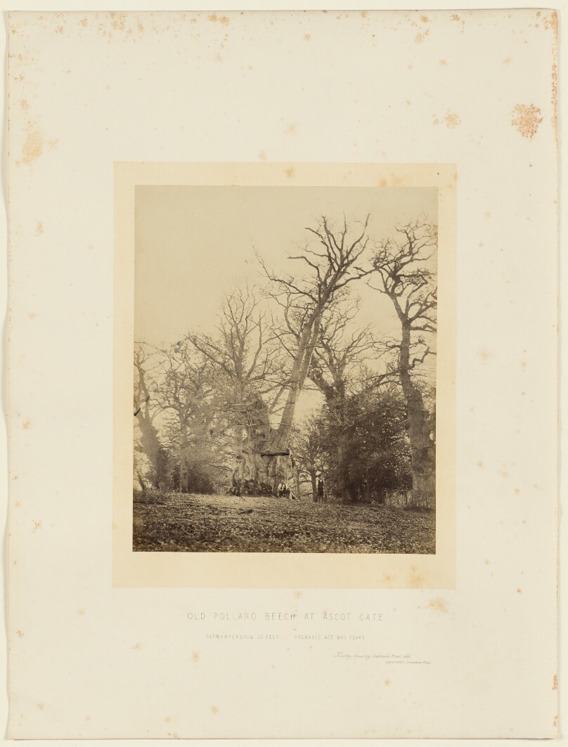 Old Pollard Beech at Ascot Gate