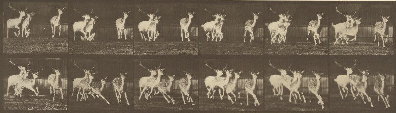 Animal Locomotion