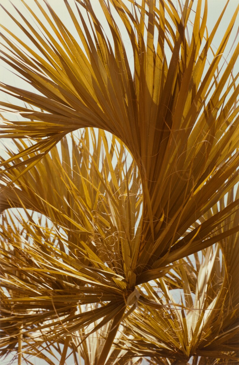 [Palm leaves, Jamaica]