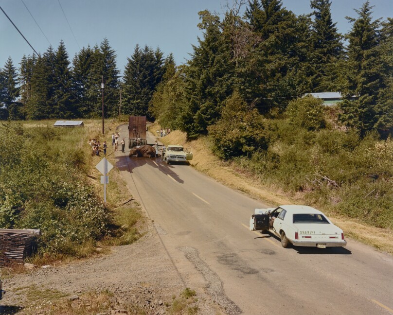 Exhausted Renegade Elephant, Woodland, Washington, June 1979