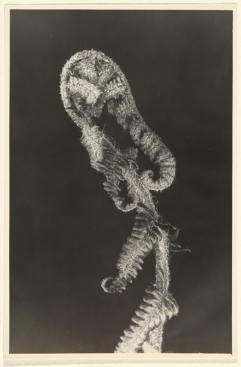 Aspidium (Dryopteris), filix-mas, Wurmfarn