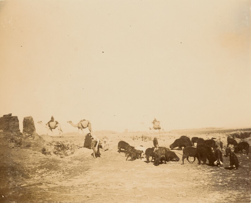 [Men with camels watching cattle]