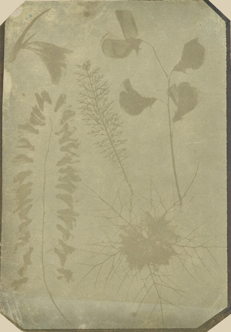 [Arrangement of Plant Specimens]
