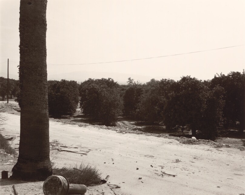 Orange Trees, Burned Palm, and Overturned Smudge Pot, Highlands, California