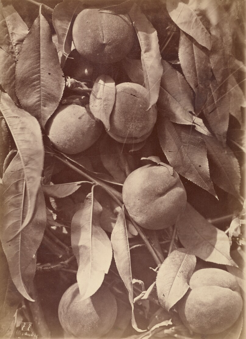 [Peaches]