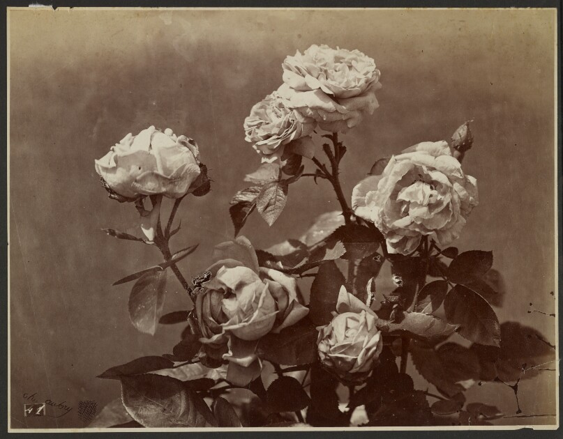 [Roses]
