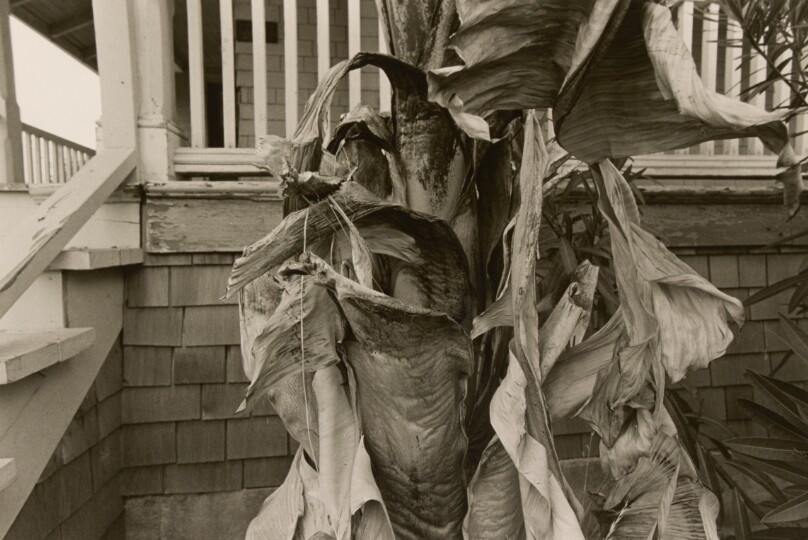 Untitled (Banana Tree)
