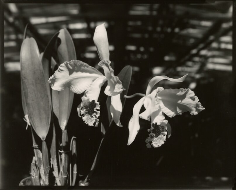 Orchids, Miami, Florida
