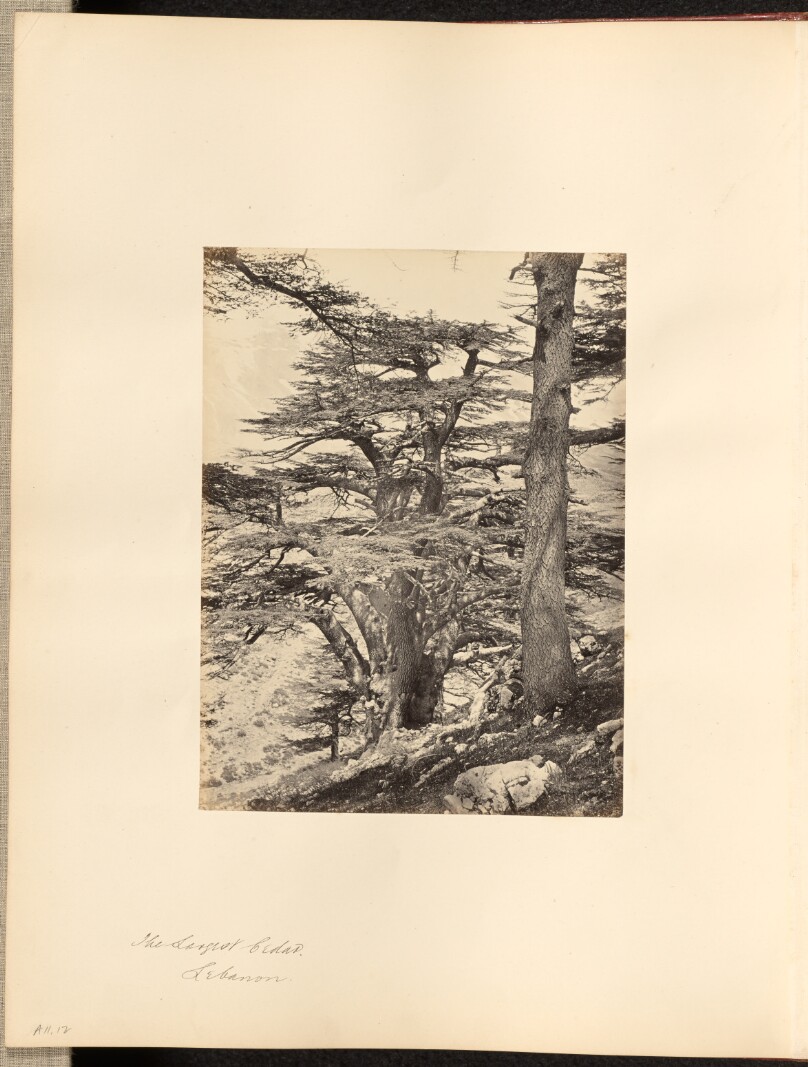 The Largest Cedar, Lebanon