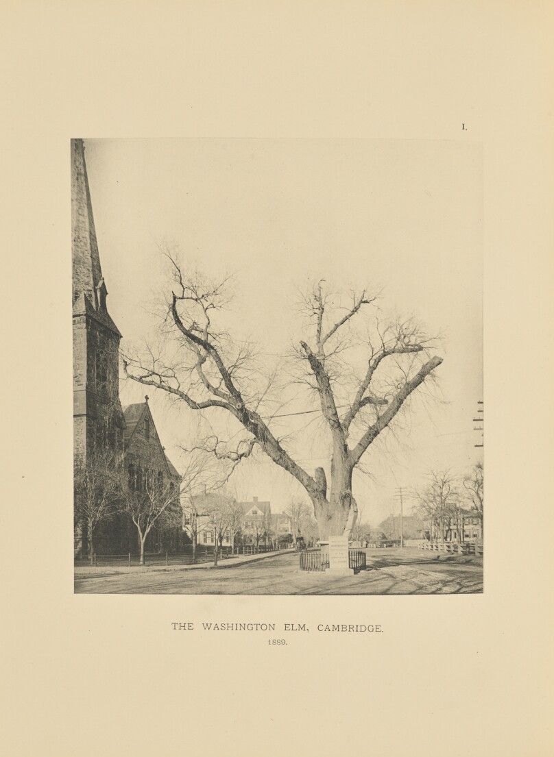 The Washington Elm, Cambridge