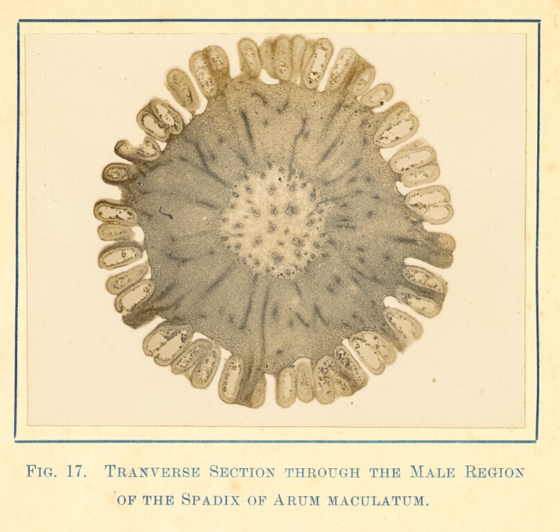 [View of Arum Maculatum - Transverse Section]