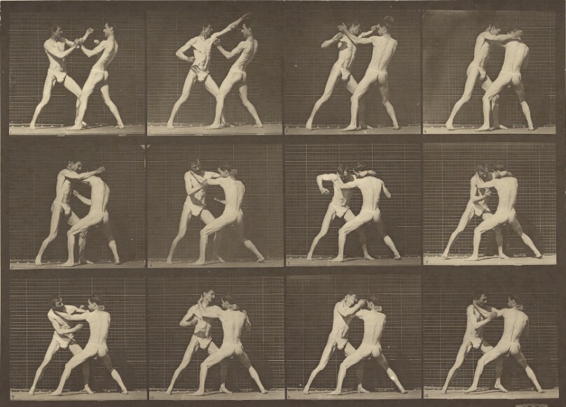 Animal Locomotion