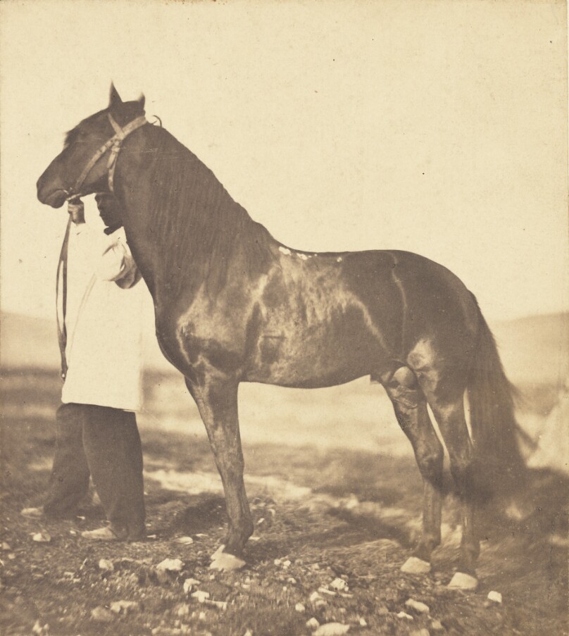 [Horse]