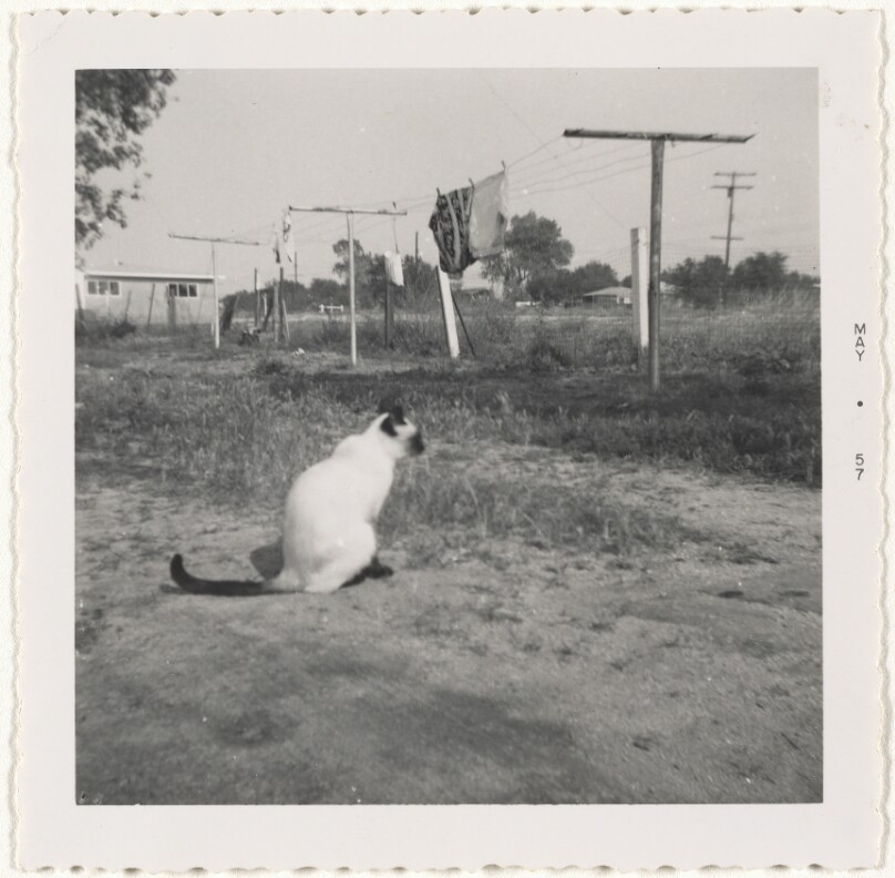 [Cat in a field]