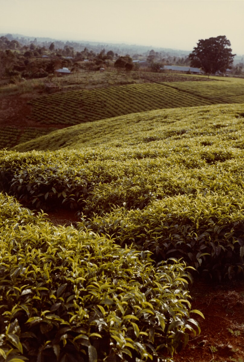 [Green Fields]