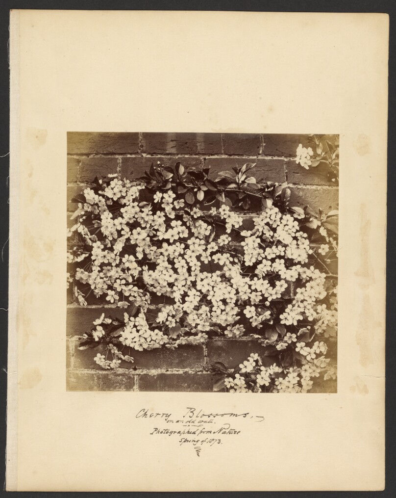 Cherry Blossoms