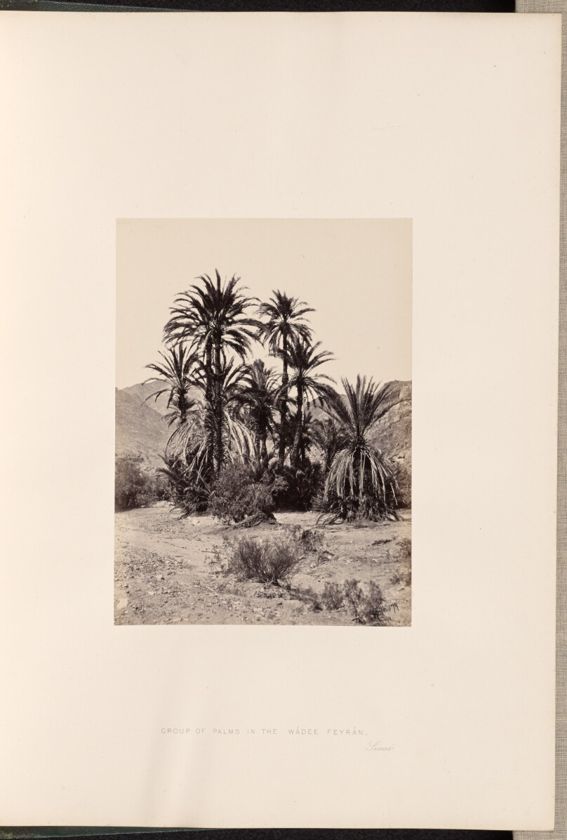 Group of Palms in the Wadee Feyran, Sinai