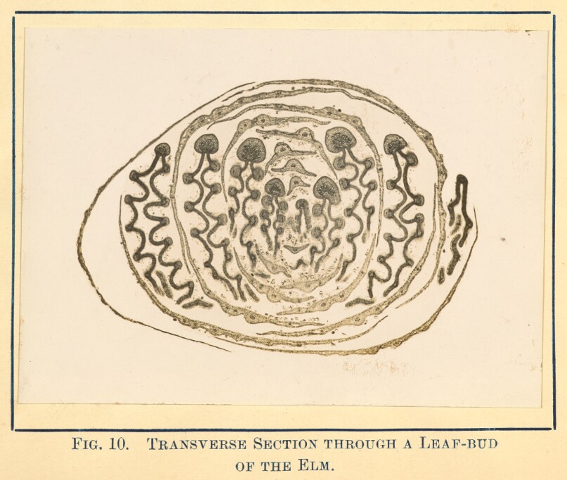 [View of Elm Plant - Transverse Section]