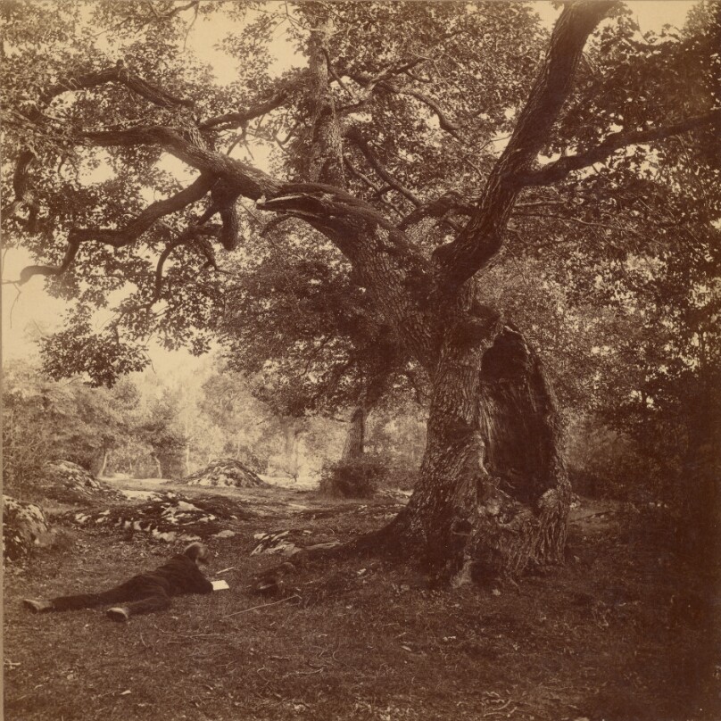 Forêt de Fontainebleau