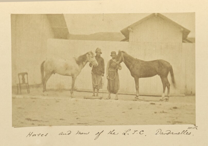 Horses and Men of the L.T.C., Dardanelles