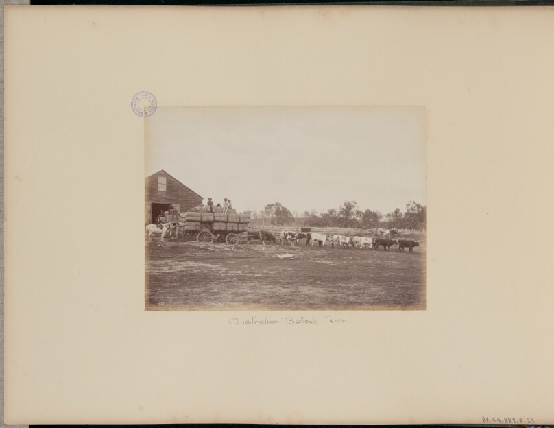 Australian Bullock Team