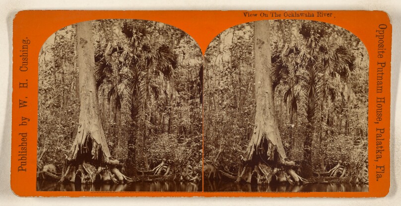 View on the Ocklawaha River.