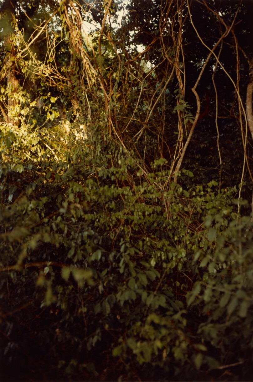 [Branch Study]