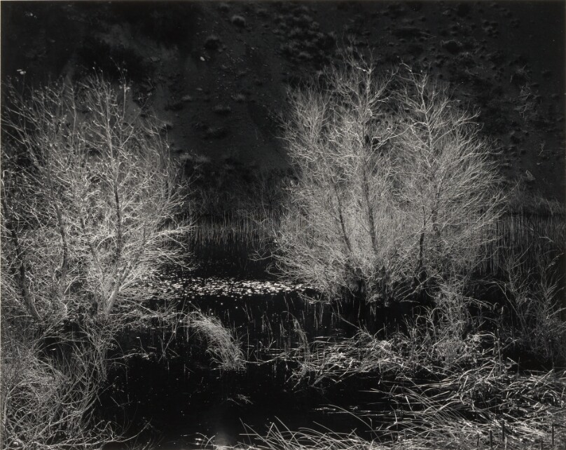 Swamp Trees