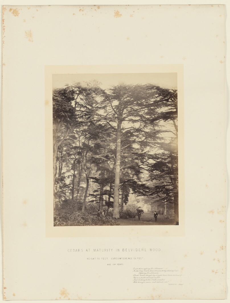Cedars at Maturity in Belvidere Wood