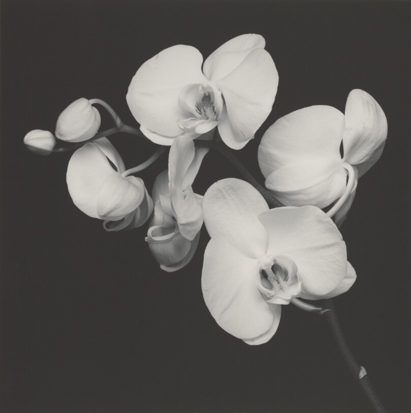 Orchids