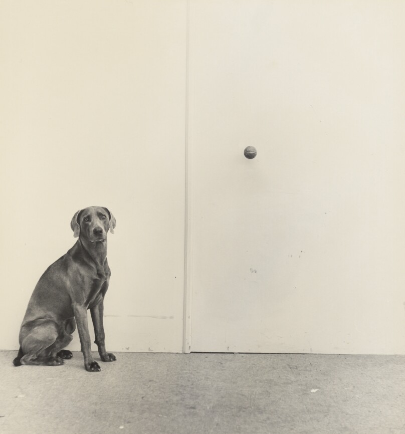 Dog and Ball
