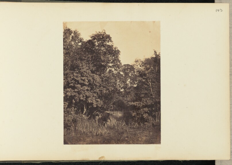 [Forest pond]