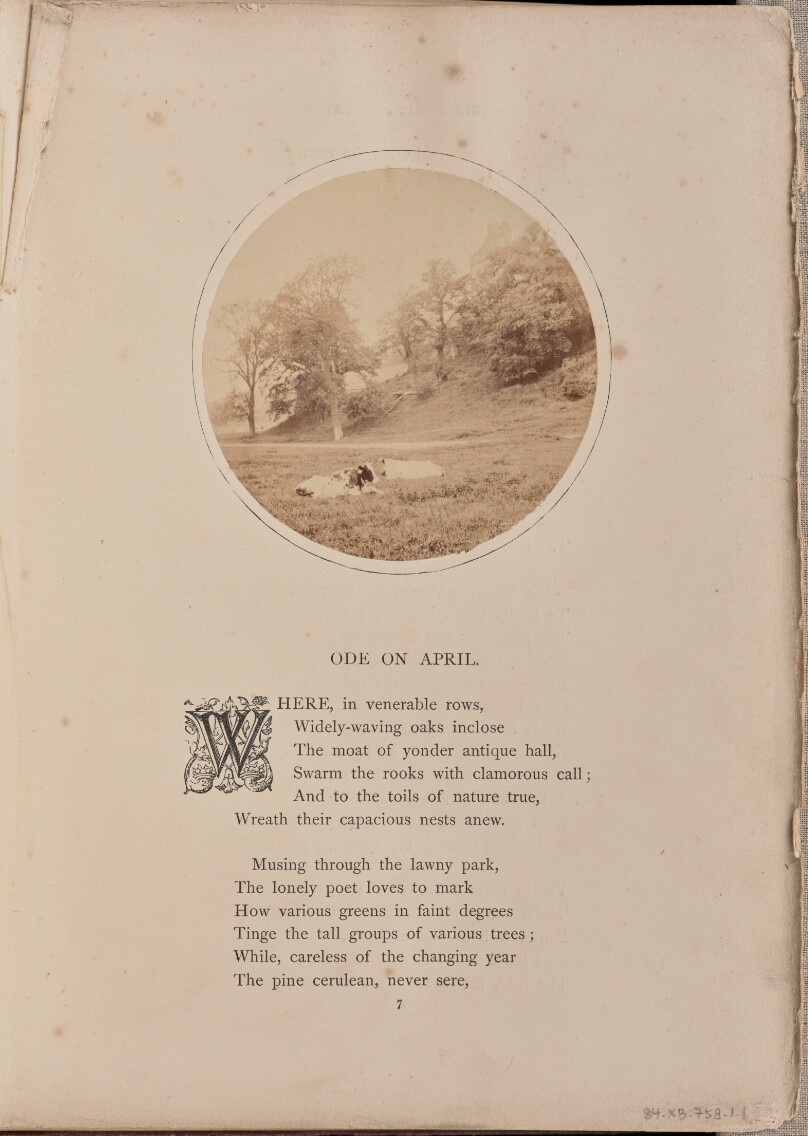 [Pastoral scene with cattle resting in a field, England]