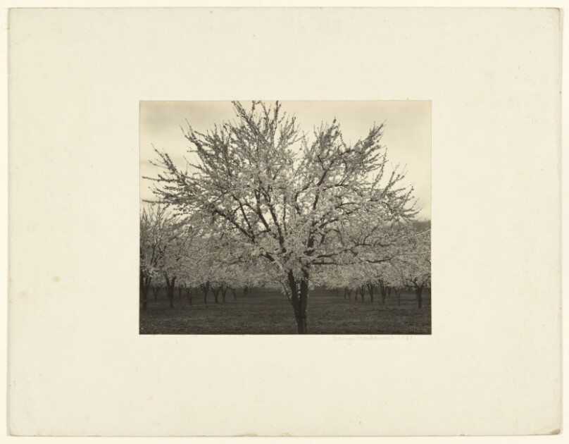 [Trees in Bloom]