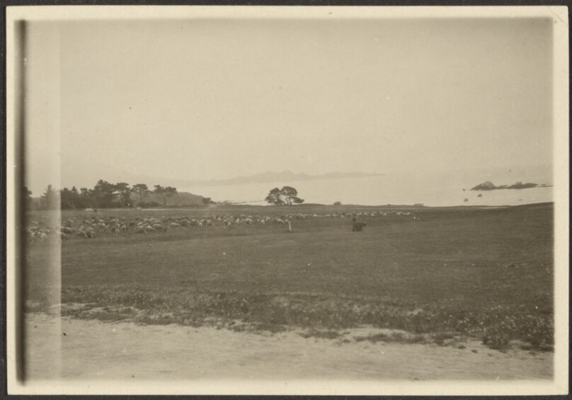 [Sheep in Landscape]