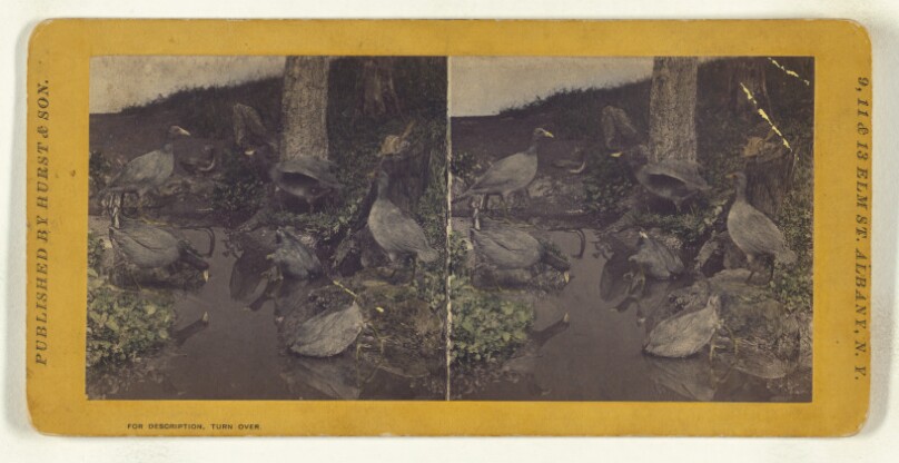 Class II, Order V. Lobipedes. Family Podicipidae. American Coot...
