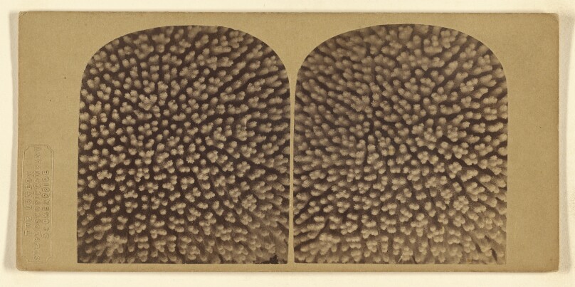 A Fine Specimen of Coral. One of the Most Striking of Stereoscopic Objects.