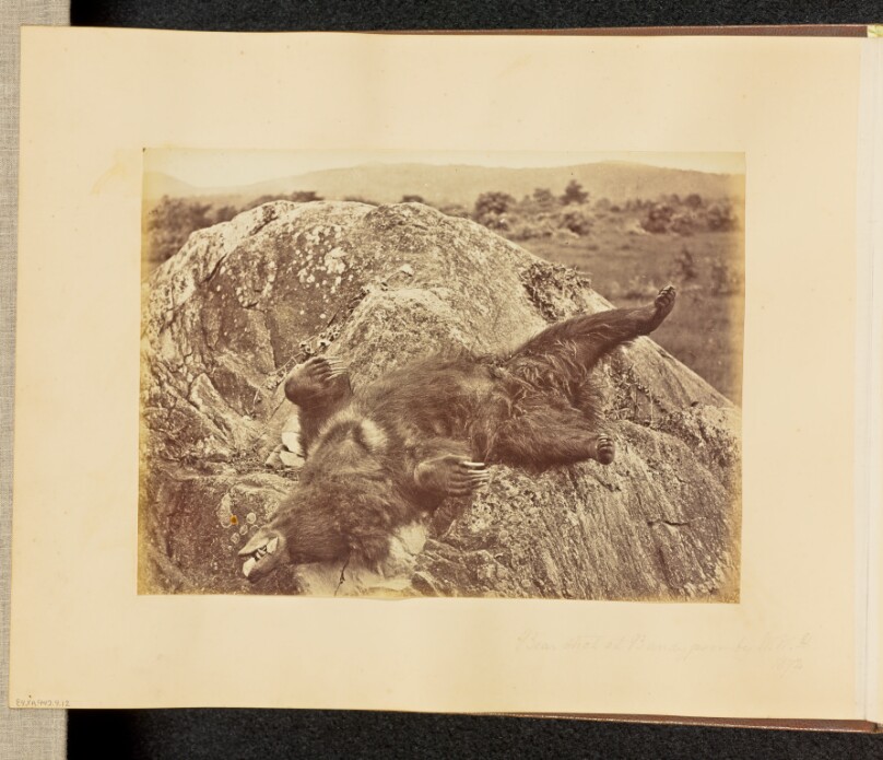 Bear Shot at Bandypoor by W.W.H.