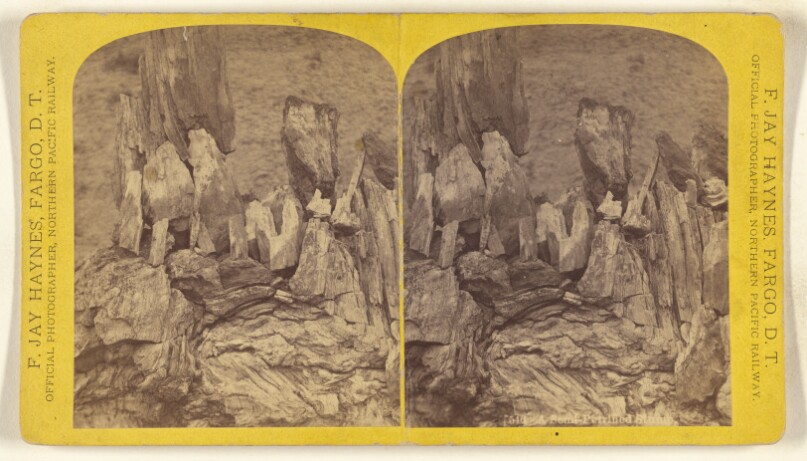 A Semi-Petrified Stump.