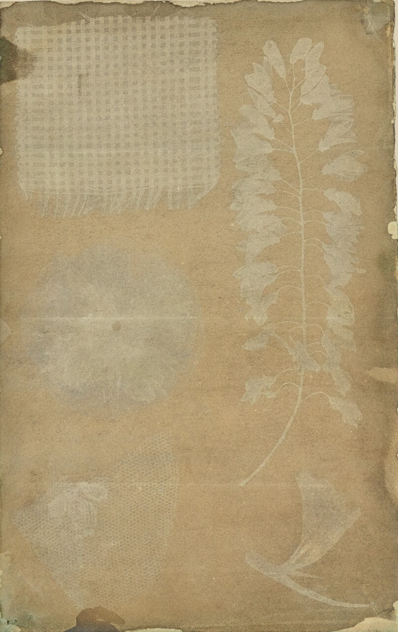 [Arrangement of Specimens]