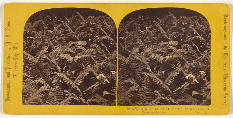Ferns in the Glen. [Wisconsin Dells]