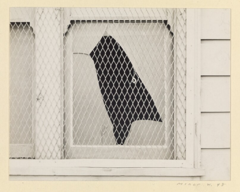 Abstraction: The Bird with the Misplaced Heart