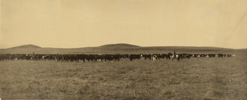 [Cattle]