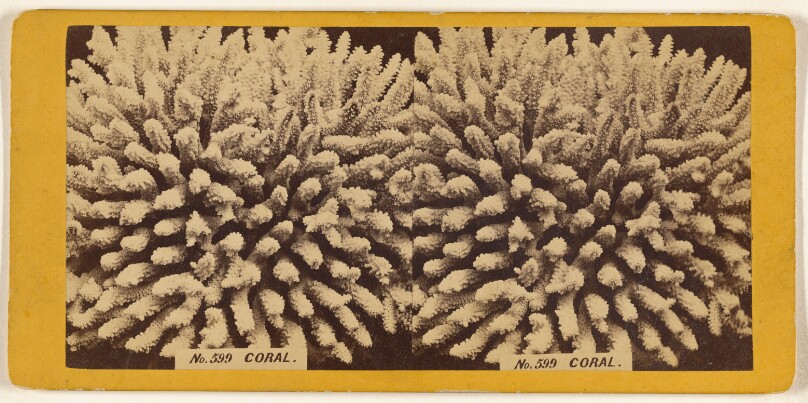 Coral.