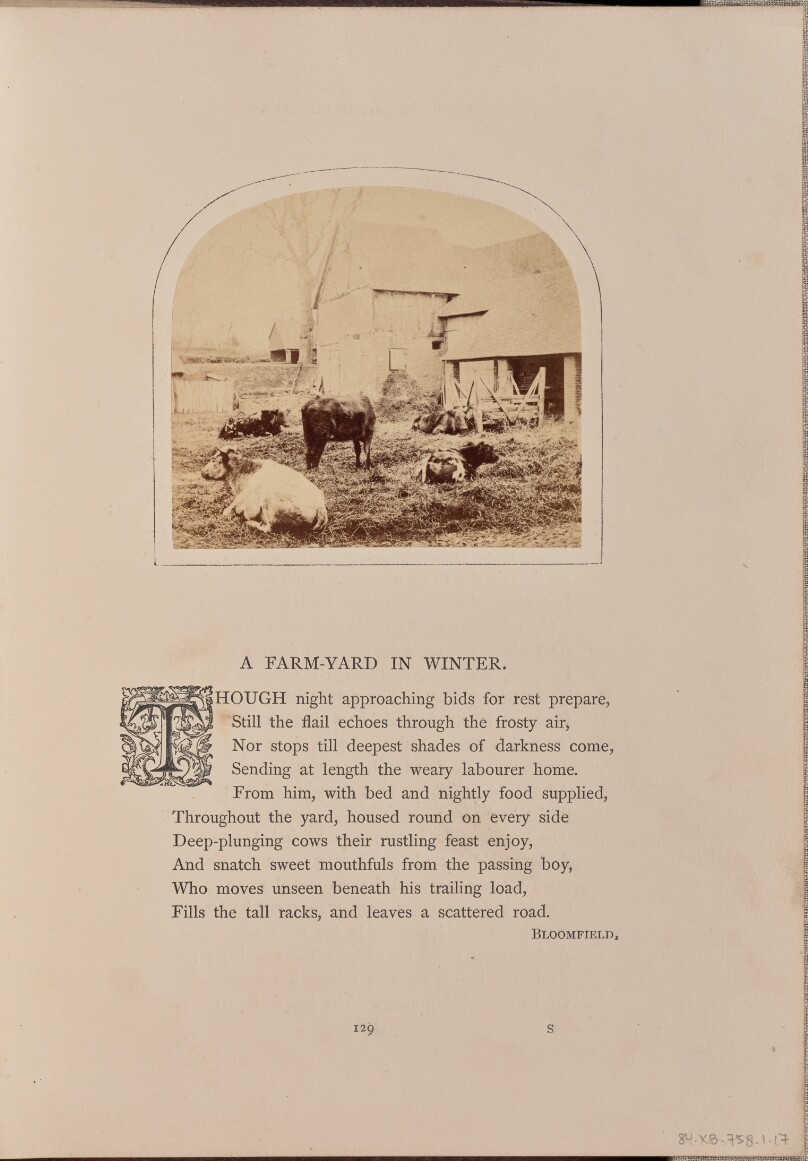 [Pastoral scene with cattle in a barnyard, England]