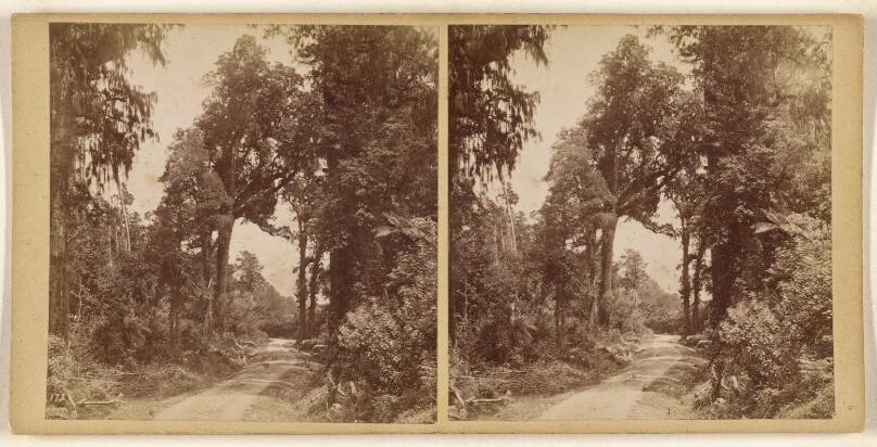 W. Coast Road: S. Island