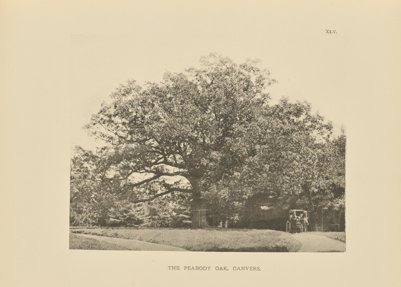The Peabody Oak, Danvers
